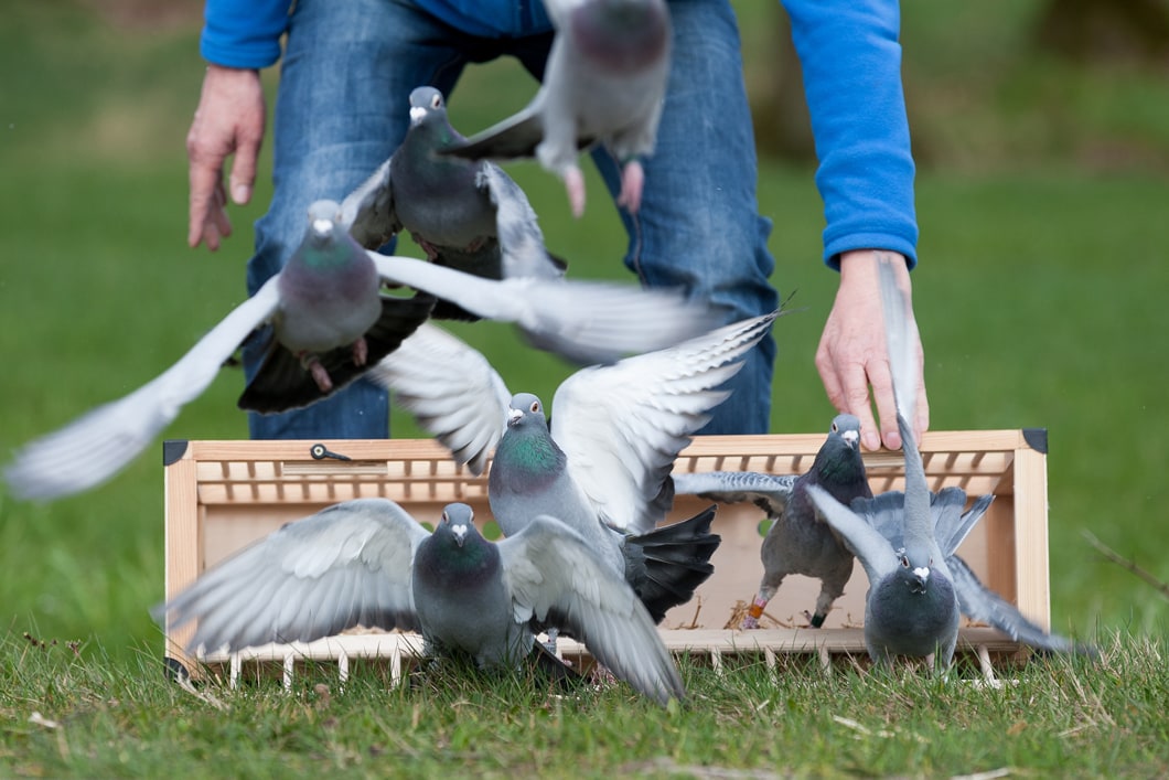 Pigeon Race Results